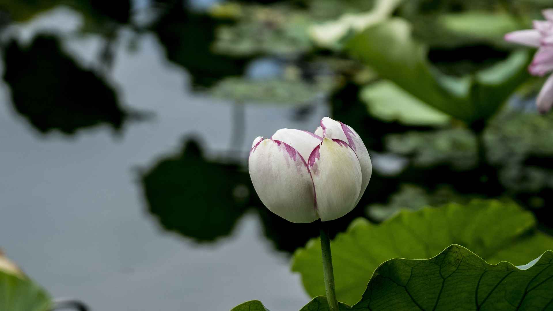 高清曲院风荷的荷花电脑桌面壁纸