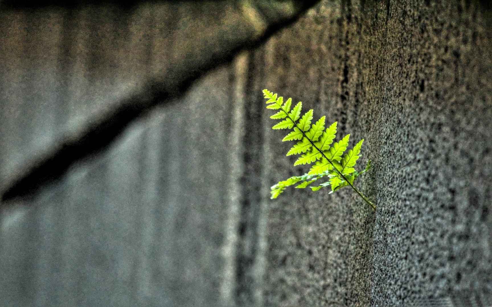 高清镜头下的唯美植物电脑桌面壁纸