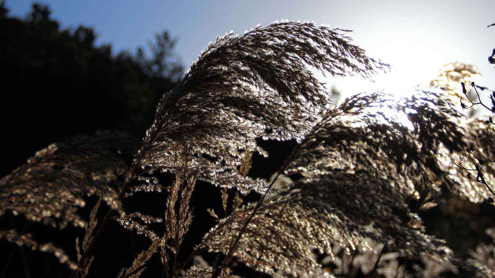 高清青岛崂山秋景电脑桌面壁纸-