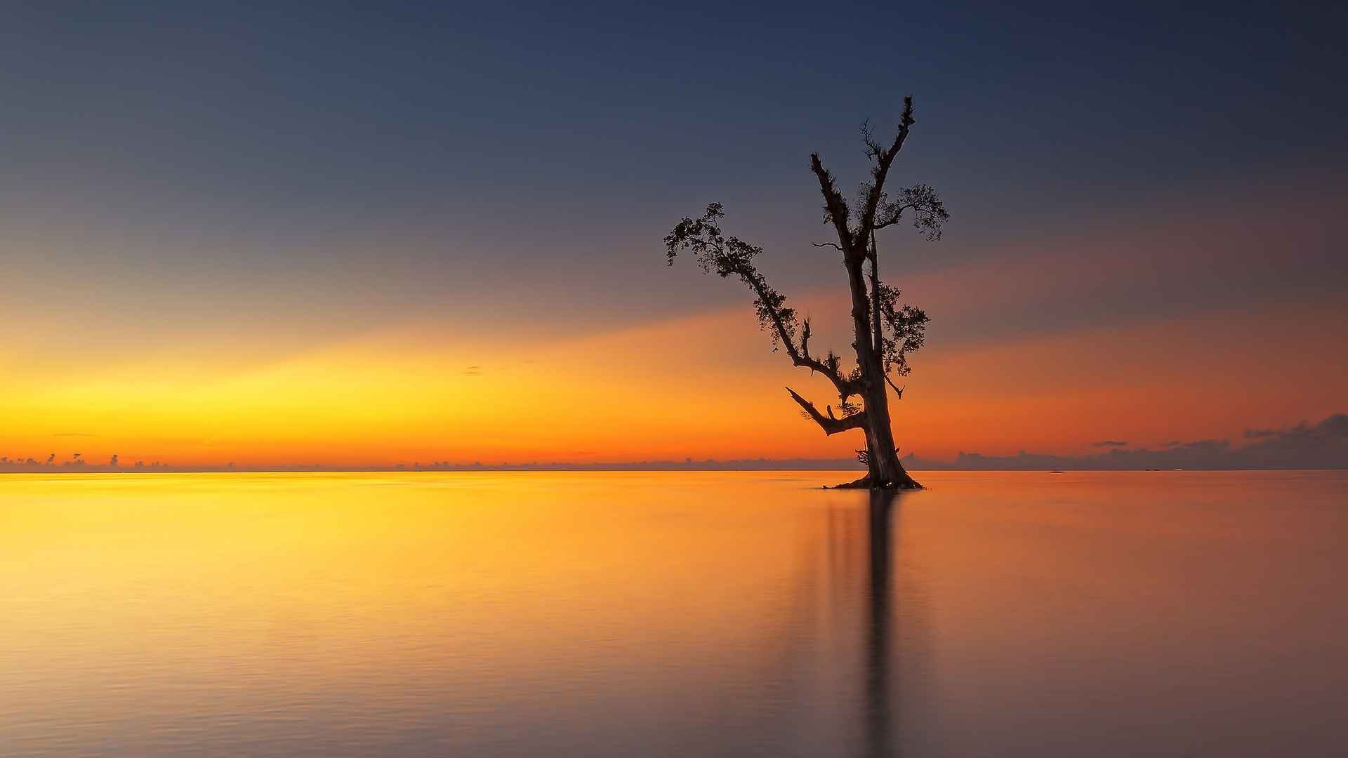 高清夕阳后唯美的树电脑桌面壁纸-