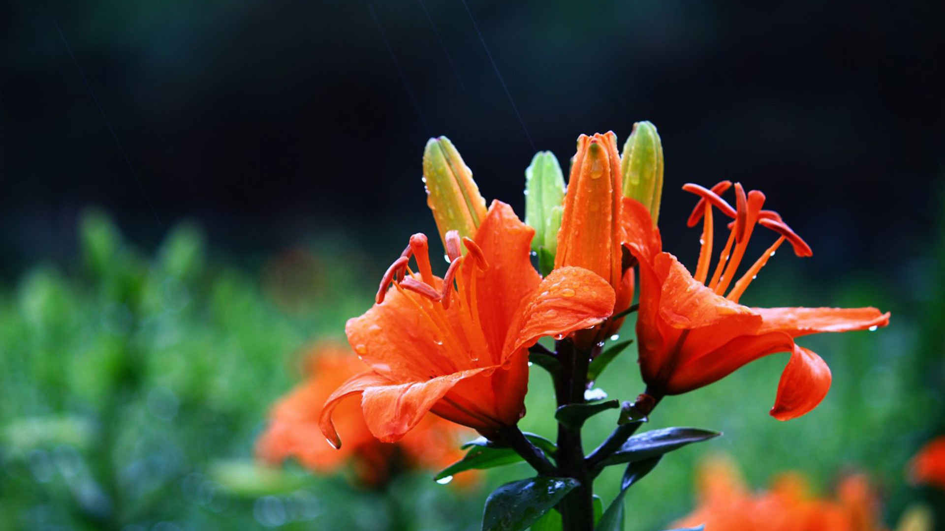 高清带露珠的百合花电脑桌面壁纸-