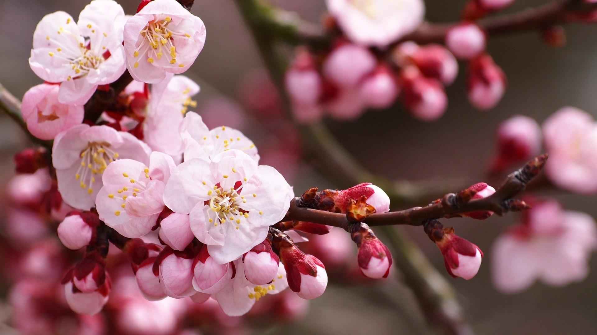 高清春天的花儿电脑桌面壁纸