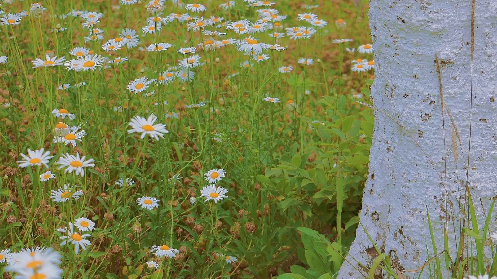 高清把夏天装在相机里电脑桌面壁纸-