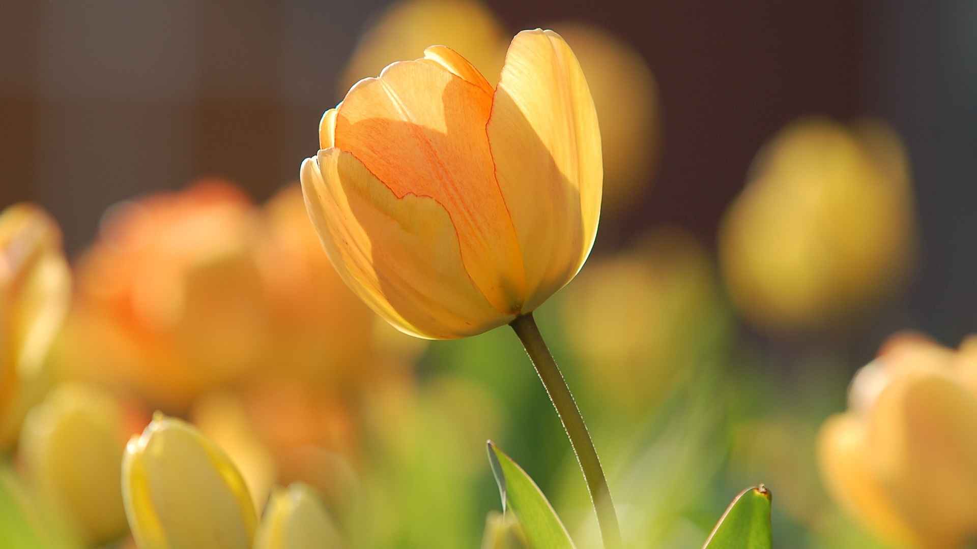 高清黄色的花朵最先开电脑桌面壁纸