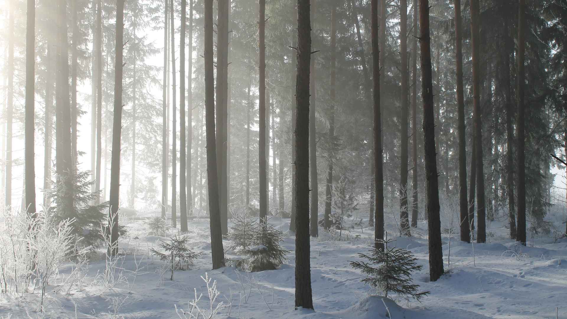 高清冰天雪地里的唯美风光电脑桌面壁纸