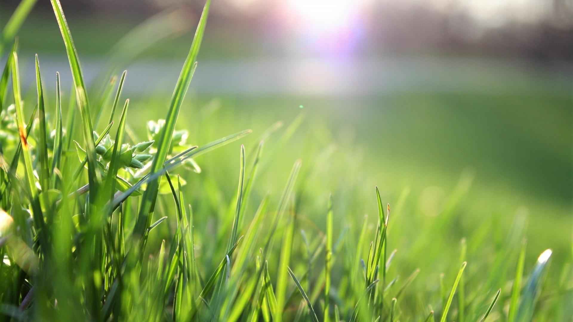 高清大自然唯美小清新植物电脑桌面壁纸-