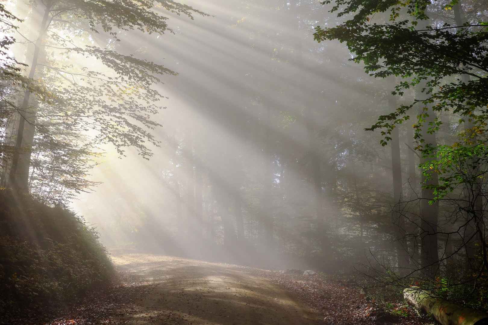 高清森林里的阳光唯美风景电脑桌面壁纸