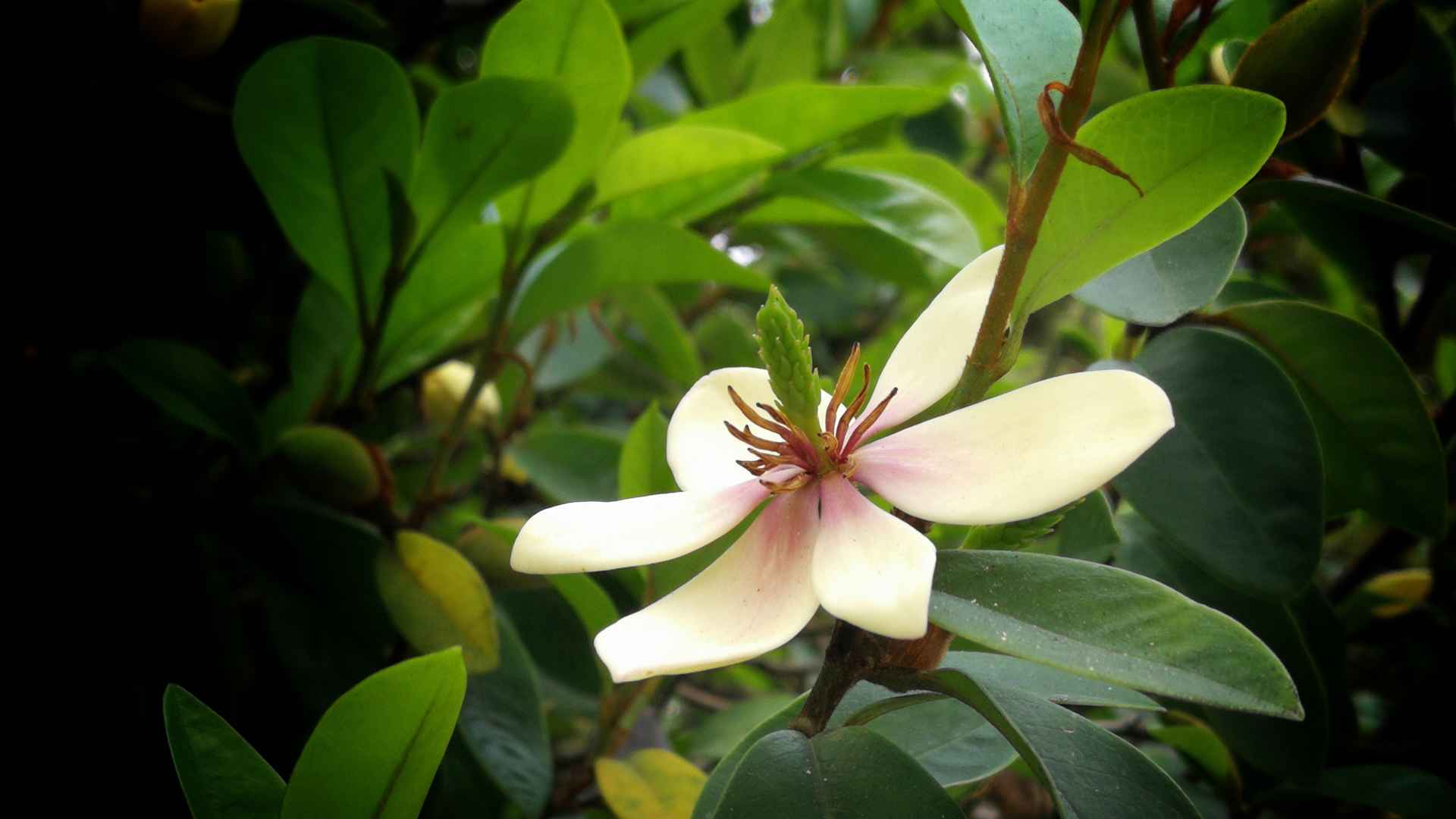 高清黄色的含笑花图片电脑桌面壁纸-