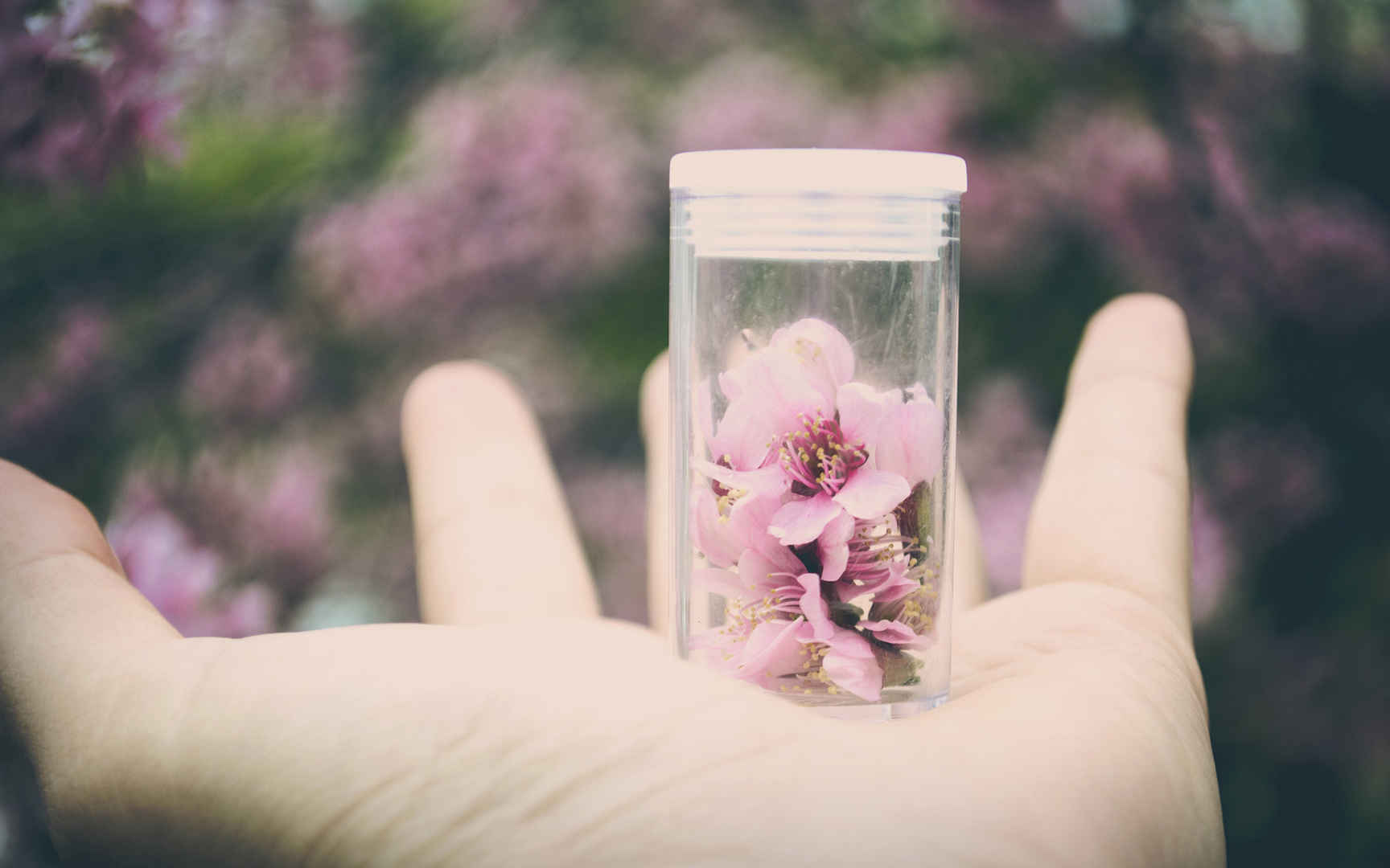 高清浪漫桃花意境电脑桌面壁纸-