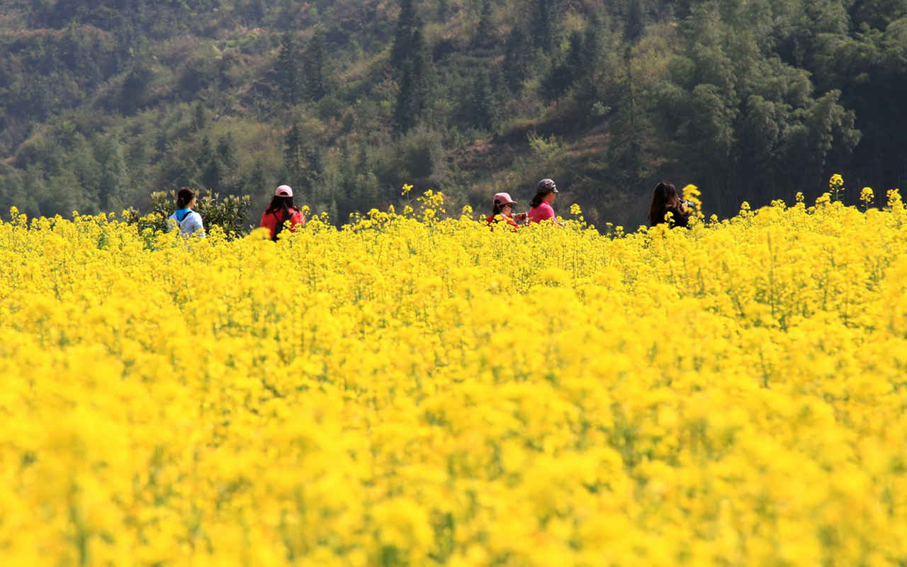 高清婺源油菜花风景电脑桌面壁纸-