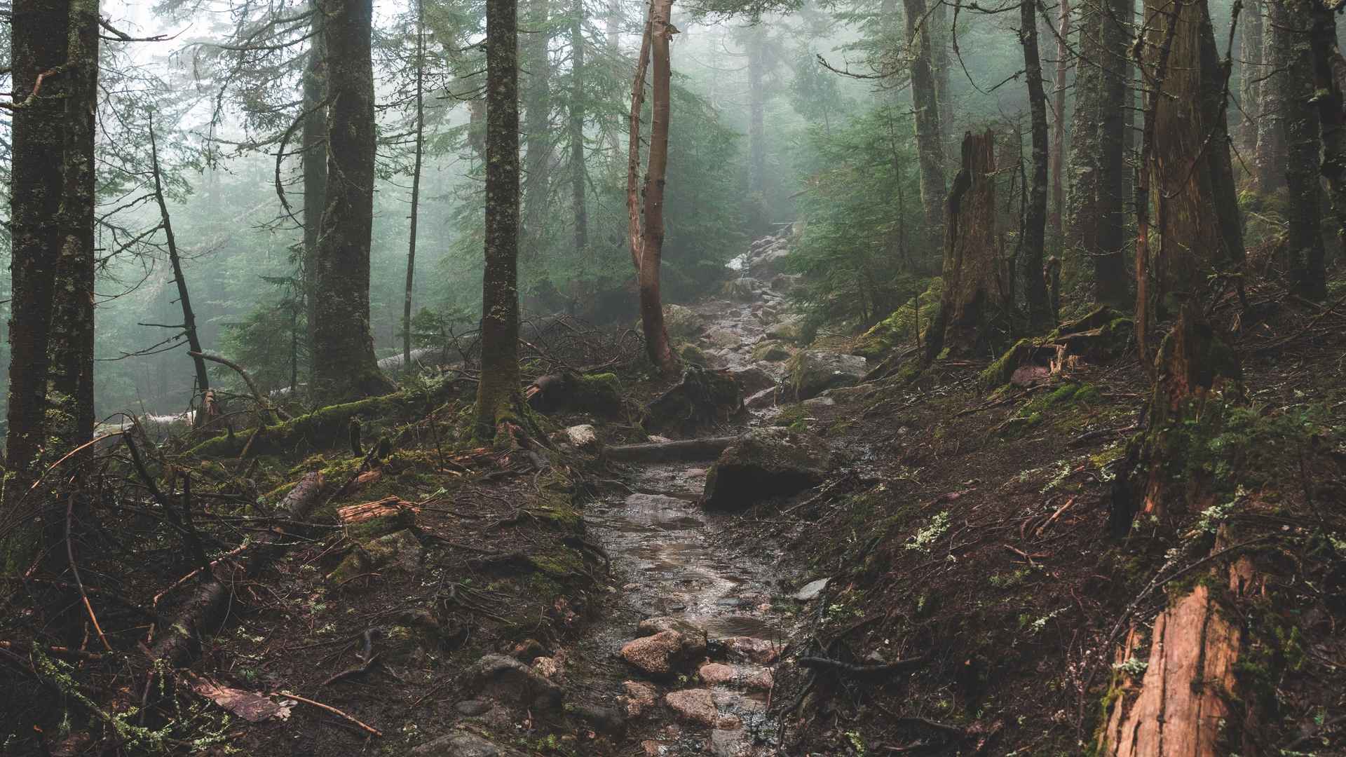 高清林中的小路电脑桌面壁纸-