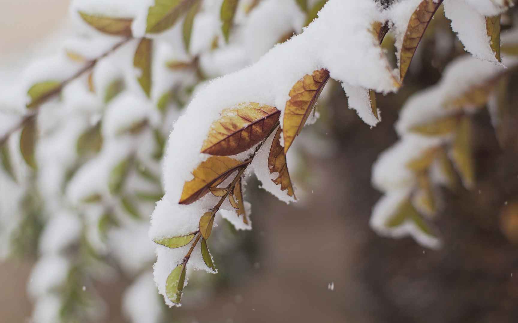 高清大雪时节 依然生机勃勃电脑桌面壁纸-