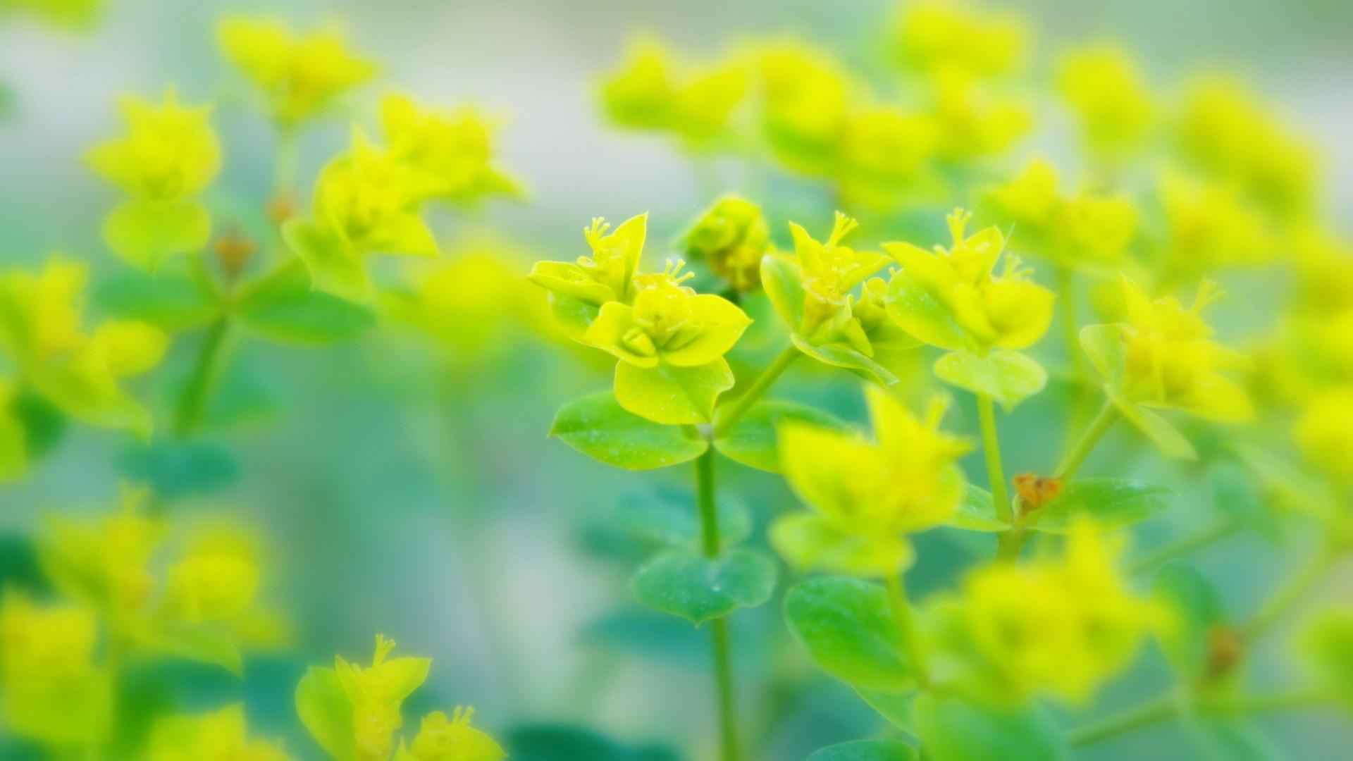 精选小黄花高清护眼电脑桌面壁纸下载-