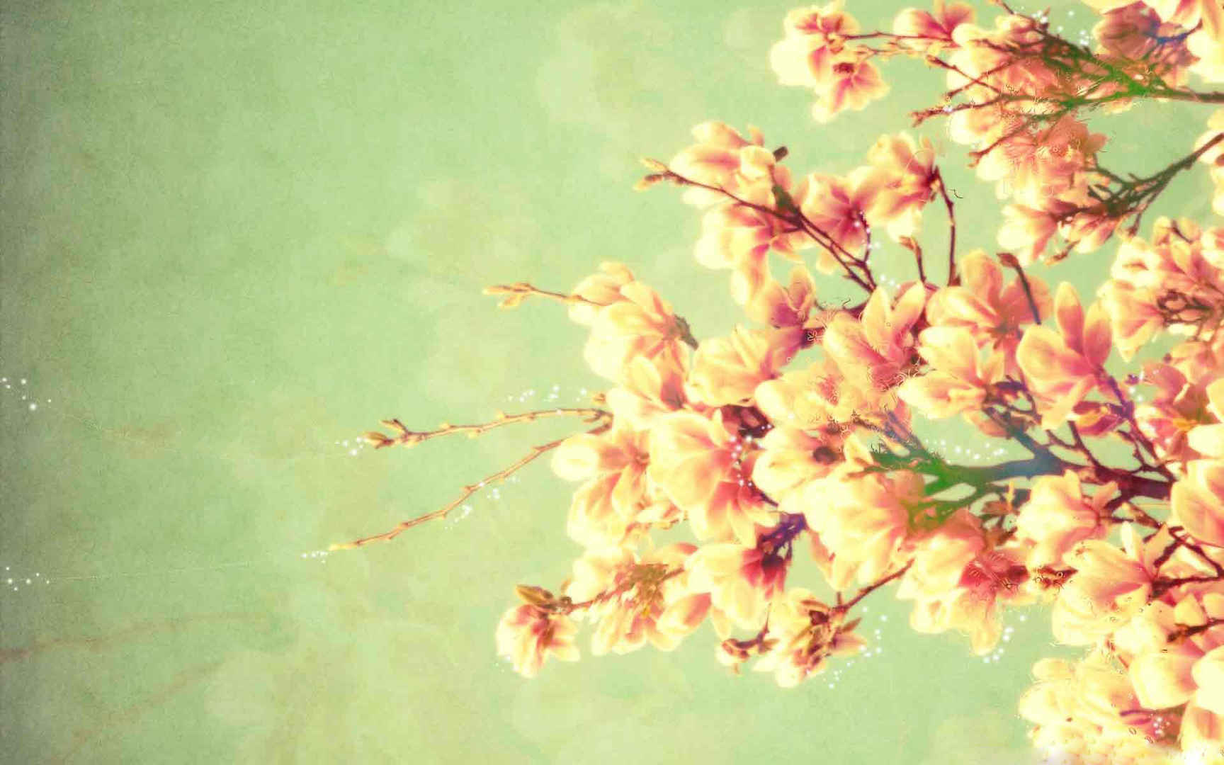 精选淡雅护眼梅花花卉桌面壁纸下载-