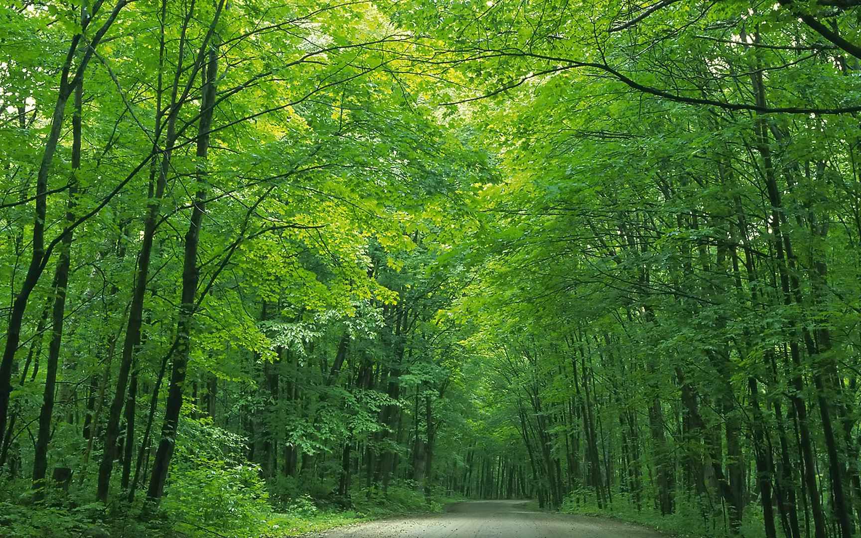 精选绿色护眼的清新大自然森林美景图片电脑桌面壁纸下载-