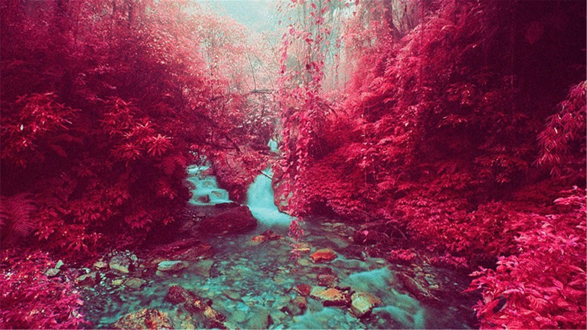 红外胶片拍下的奇妙世界唯美新清高清电脑壁纸下载-