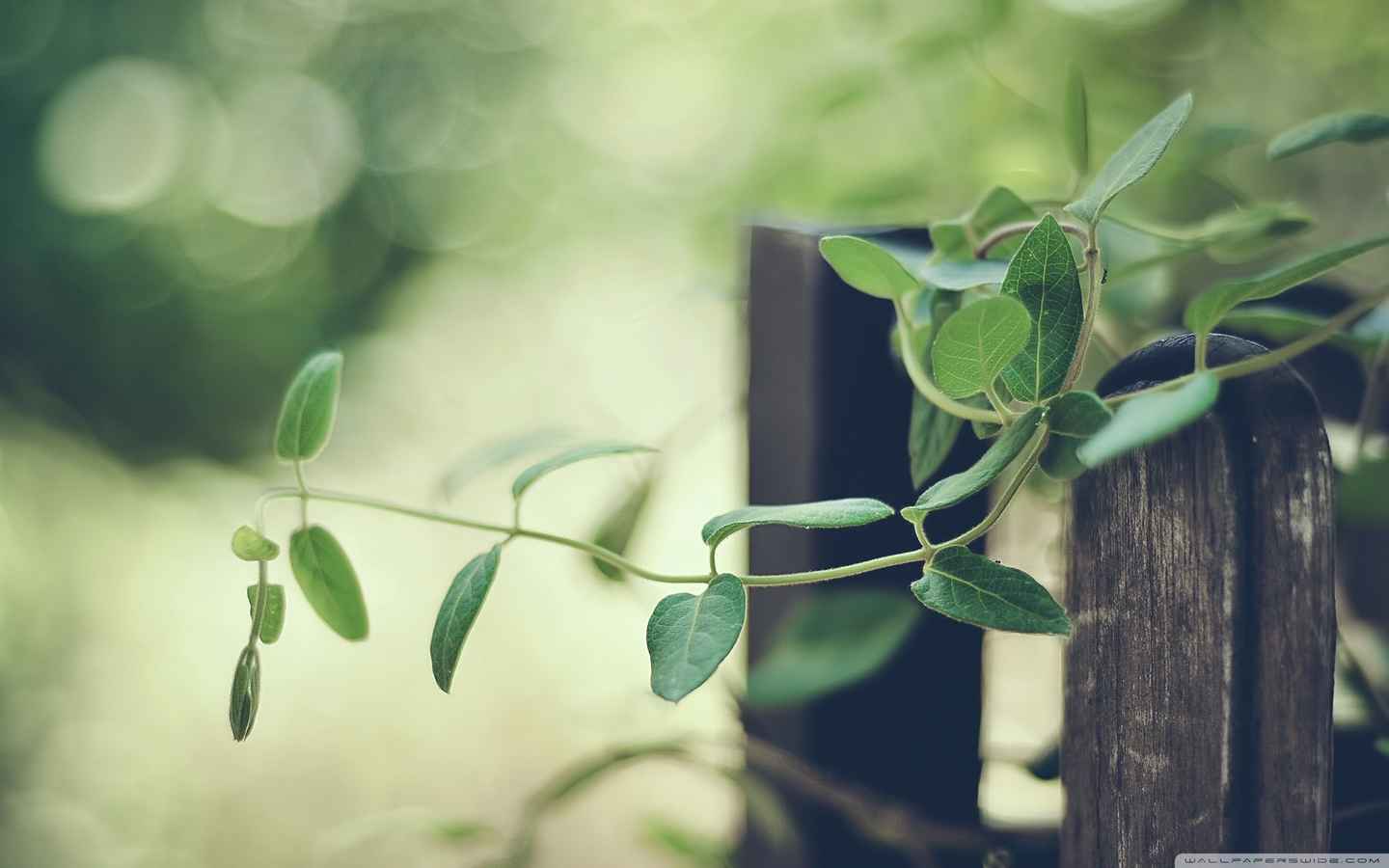 精选绿意充盈的简约绿色护眼自然高清桌面壁纸图片下载-