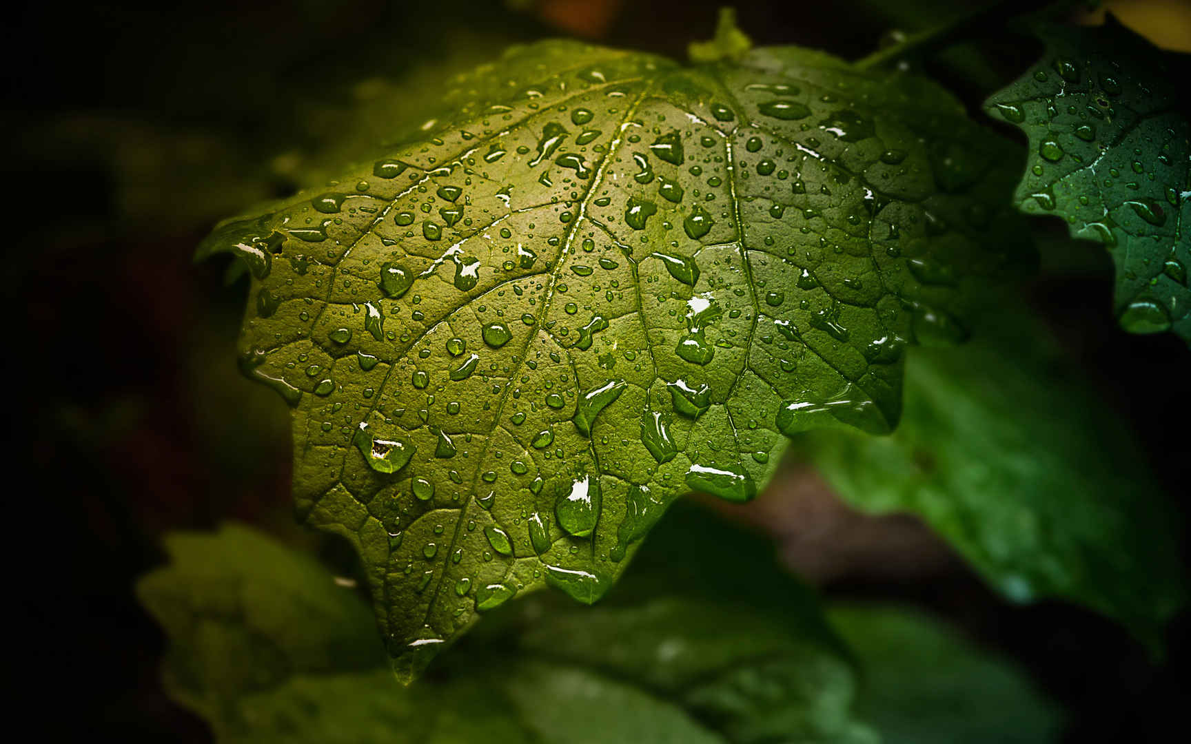 精选大雨过后的绿色树叶水滴特写高清图片桌面壁纸下载-