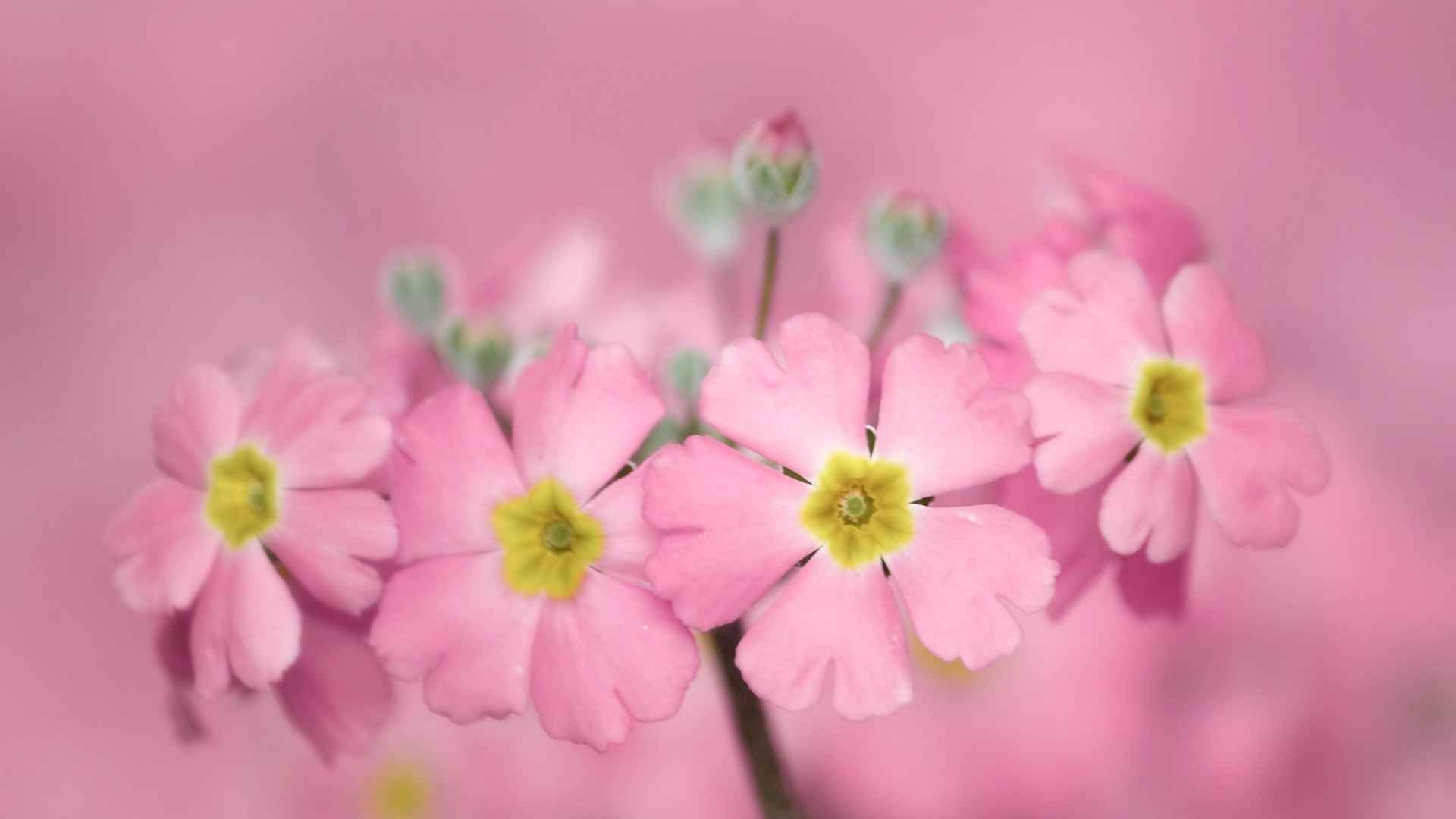 精选大自然唯美小清新花卉素材图片桌面壁纸下载-