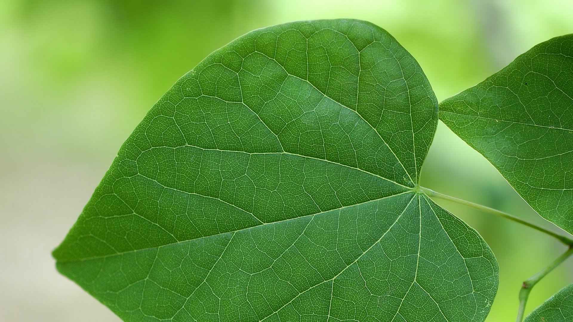 精选绿色清新护眼高清风景植物花卉桌面壁纸下载-