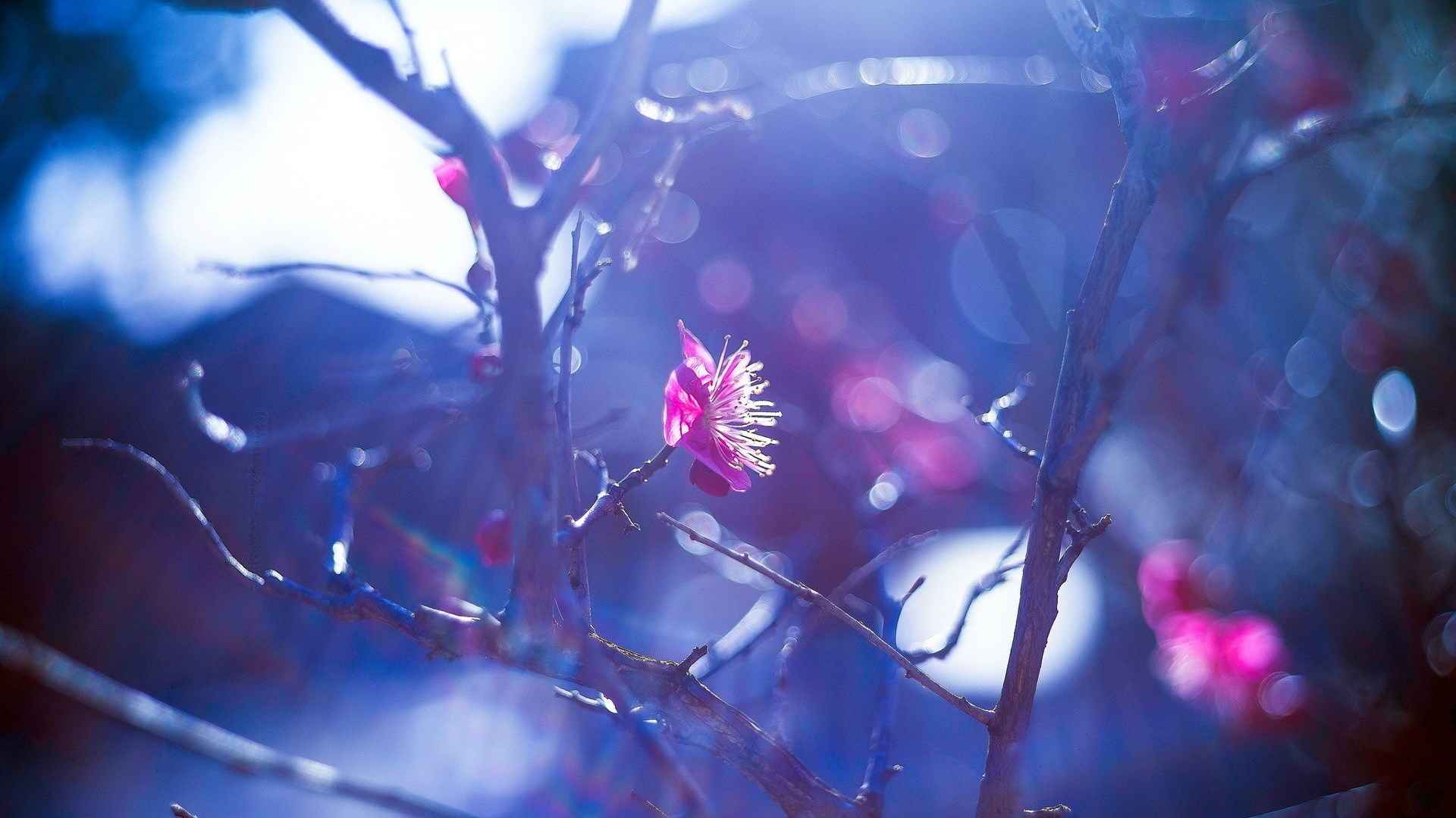 绿色护眼植物高清宽屏电脑桌面壁纸下载-