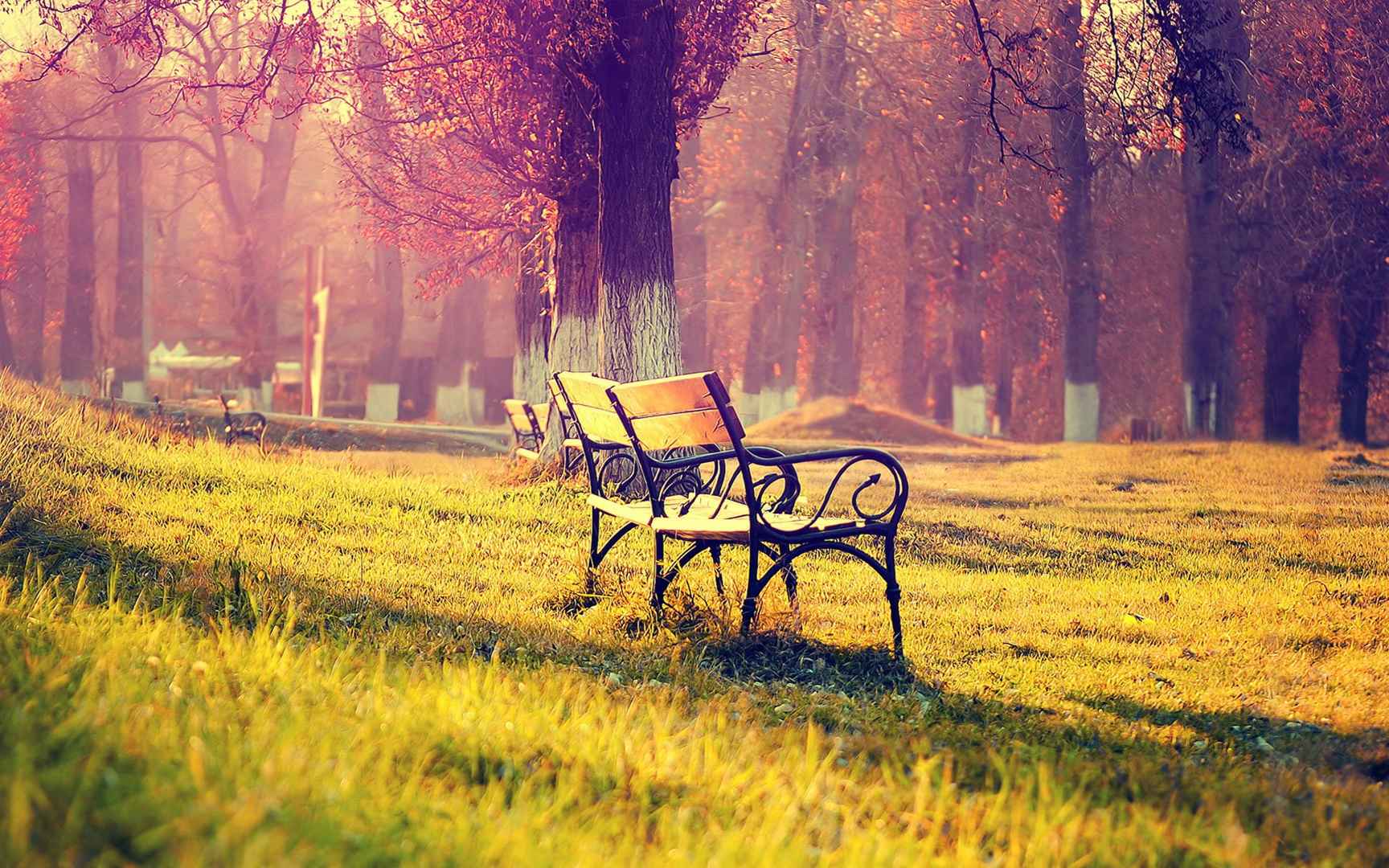 森林公园里的唯美清新风景图片长椅特写电脑桌面壁纸下载-