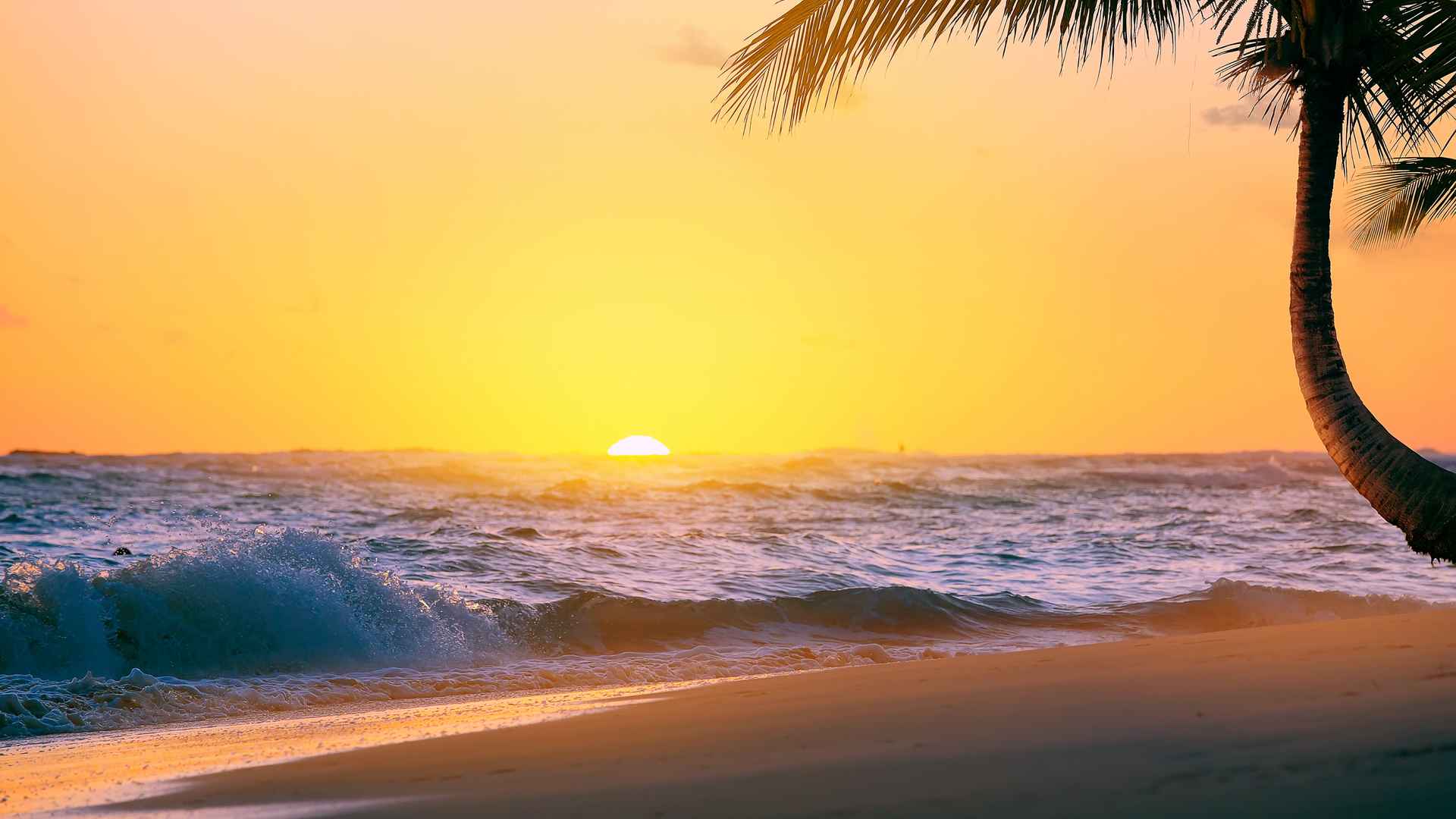 高清5k高清海滩椰树唯美风景电脑桌面壁纸-