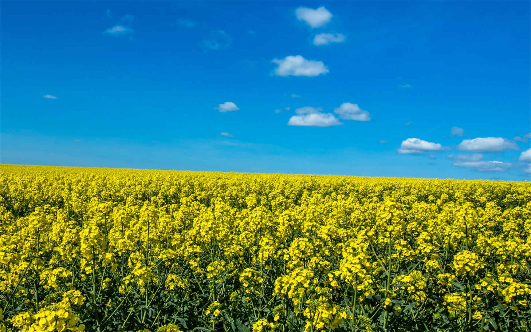 油菜花桌面壁纸高清唯美油菜花海图片-