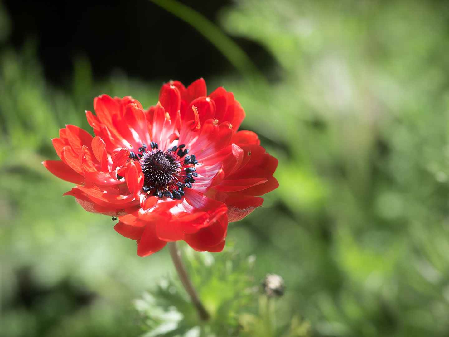 高清红色日本银莲花电脑桌面壁纸-