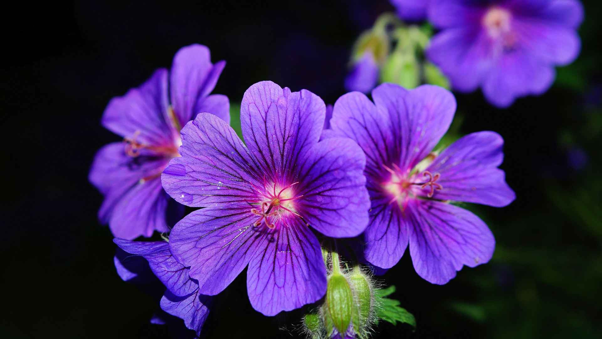 高清不是所有紫色的花都叫薰衣草电脑桌面壁纸-
