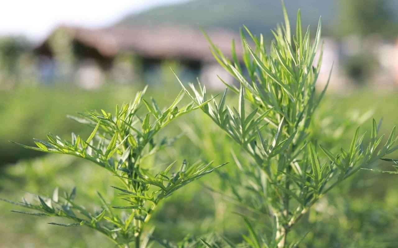 高清艾蒿电脑桌面壁纸-