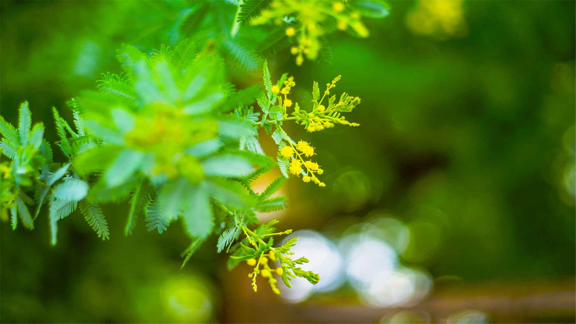 绿色护眼植物高清桌面壁纸