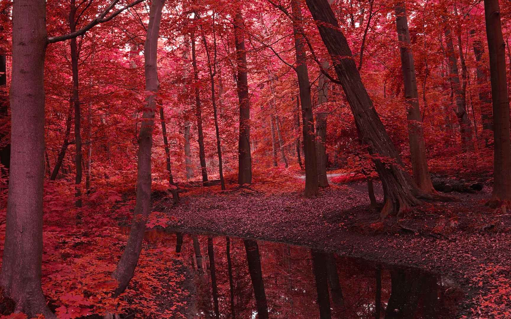北京香山秋天的红叶桌面壁纸-