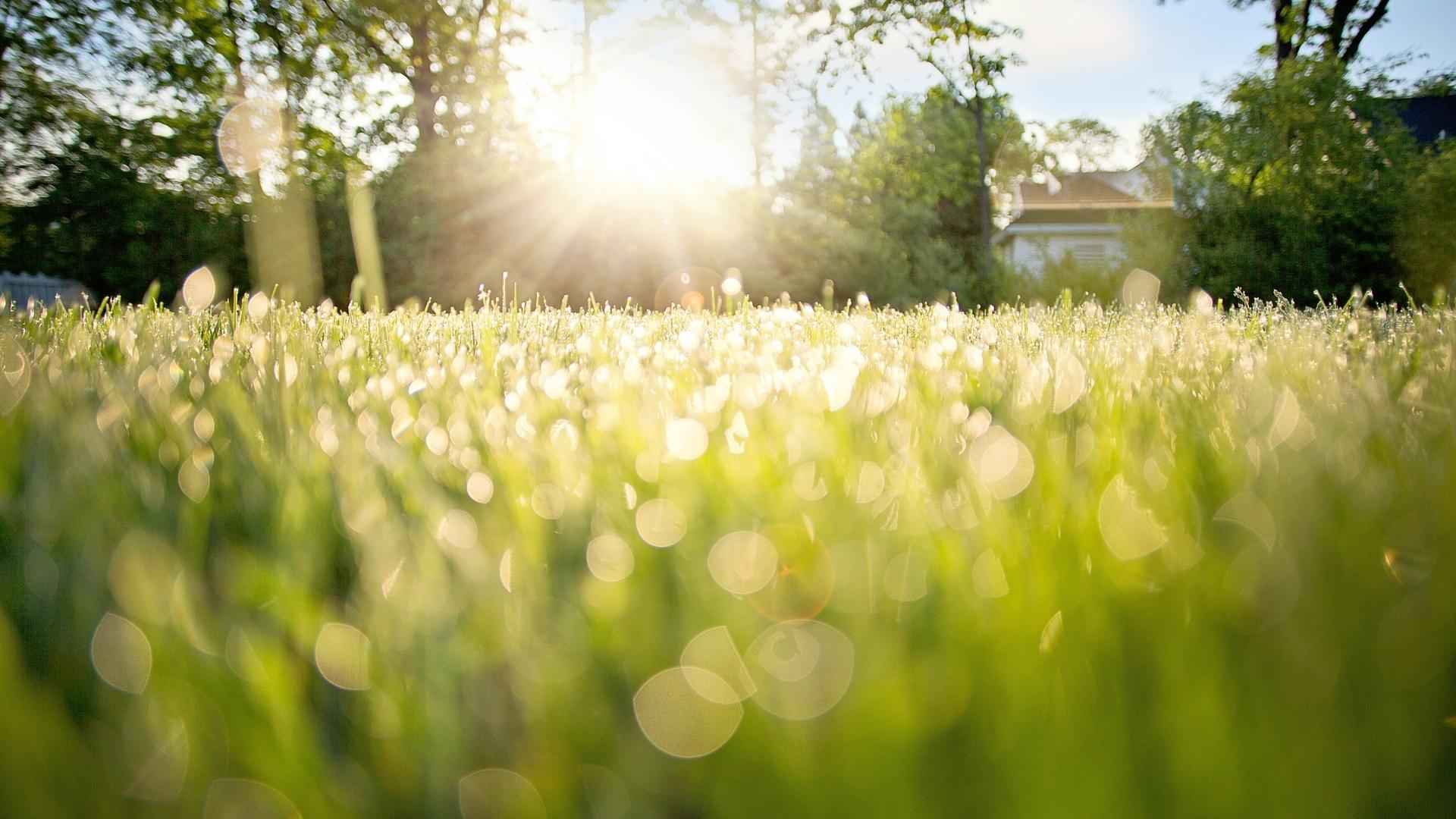 高清露珠下的小清新养眼的小草电脑桌面壁纸