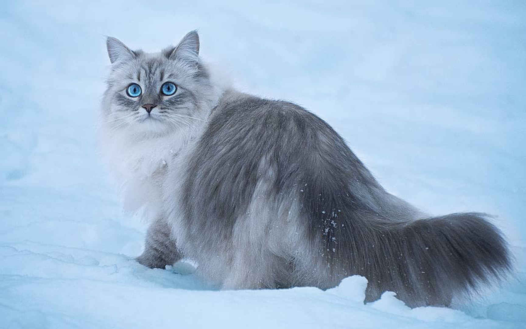 雪地上的猫咪高清桌面壁纸-