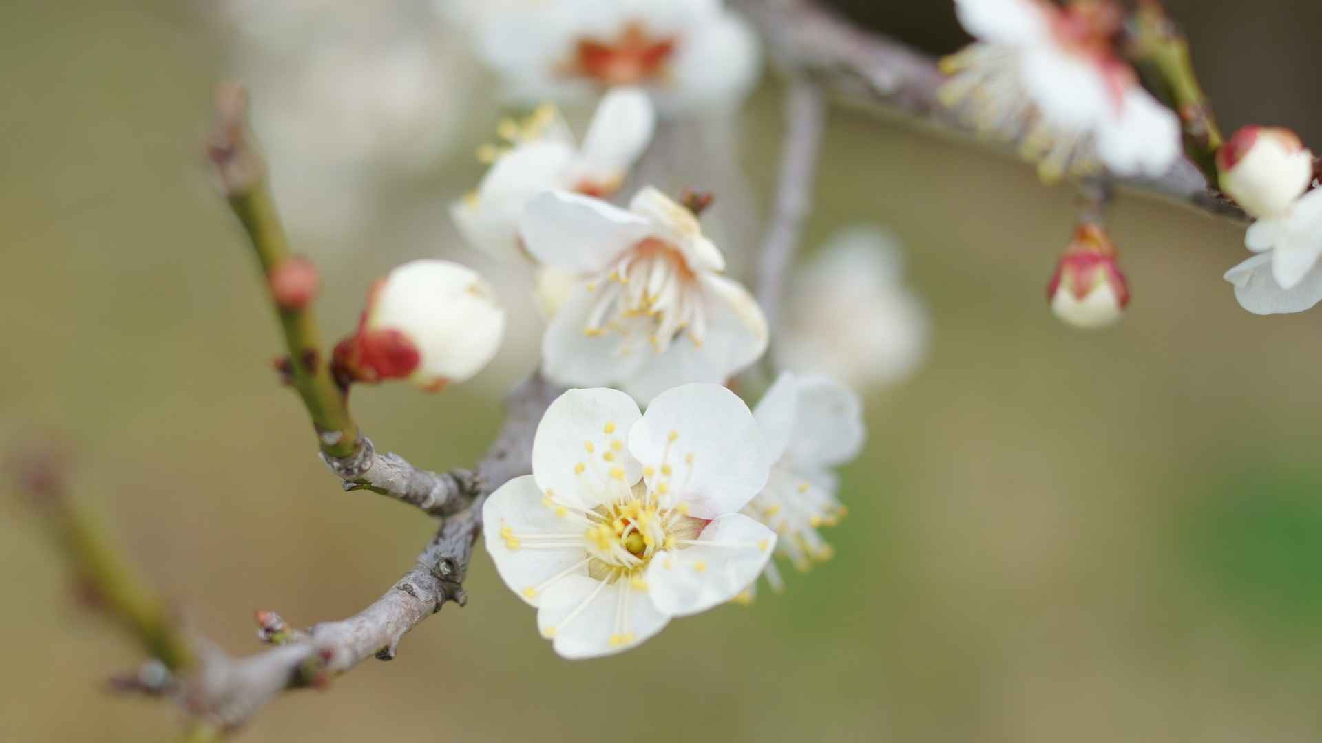 清新淡雅白色梅花图片桌面壁纸-