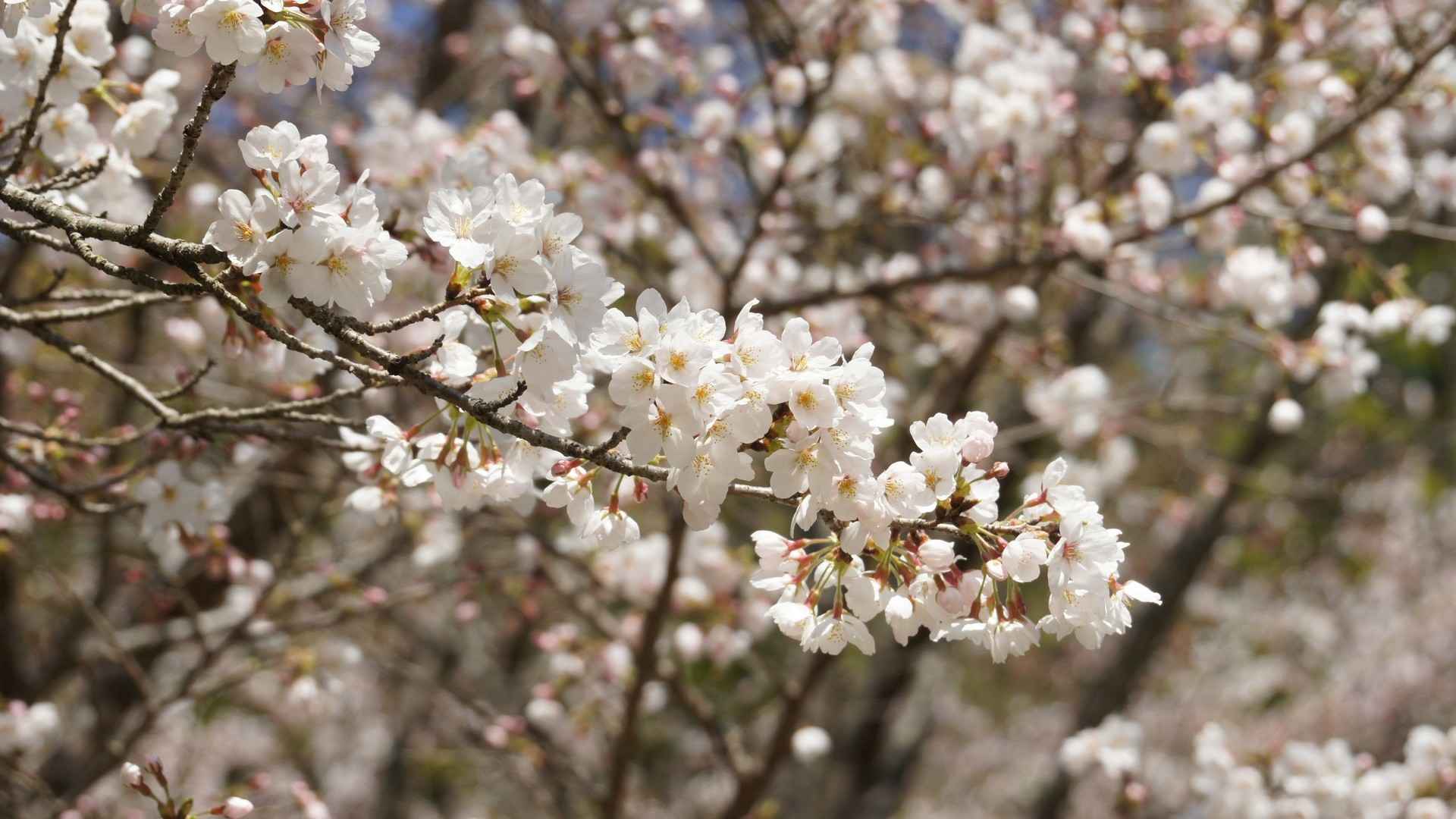 唯美白色樱花高清桌面壁纸-