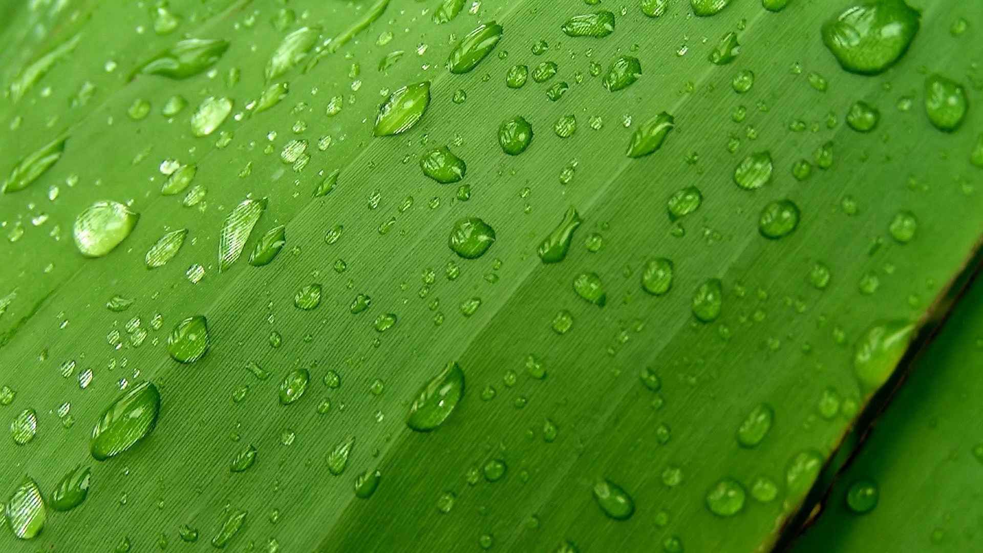 清新养眼绿叶上的水滴桌面壁纸-