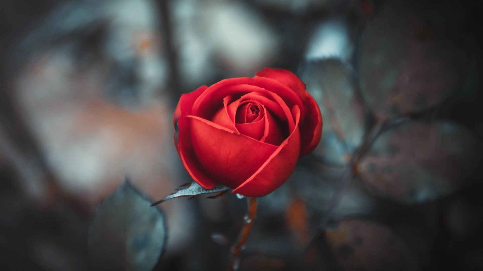 高清娇艳美丽的玫瑰花电脑桌面壁纸