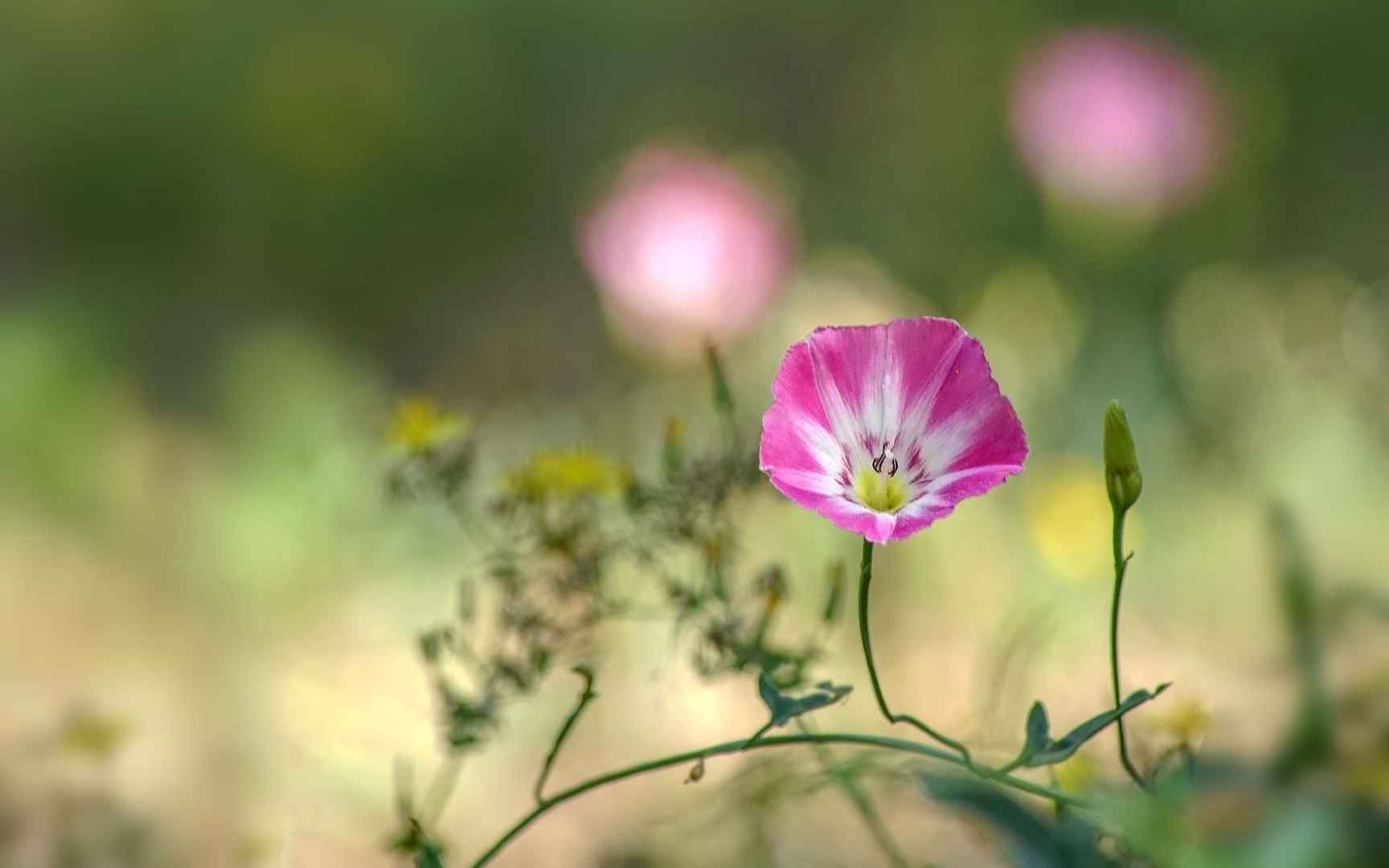 清新唯美的田旋花桌面壁纸-