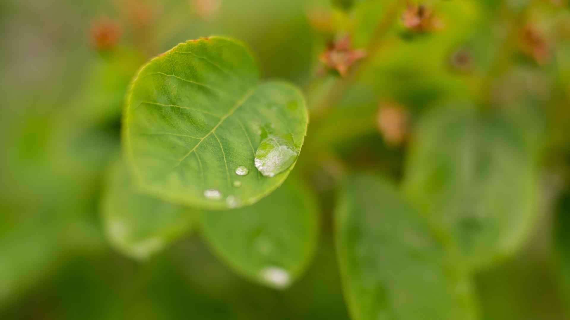 清新护眼绿色叶子桌面壁纸-