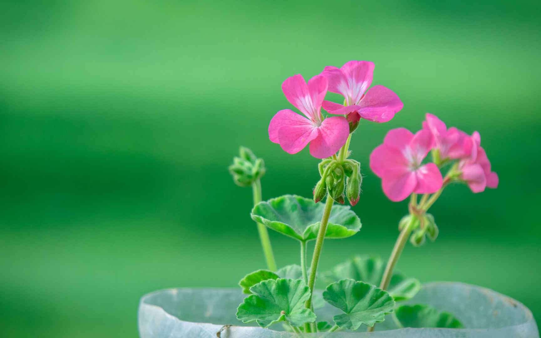 清新粉嫩花卉图片桌面壁纸-