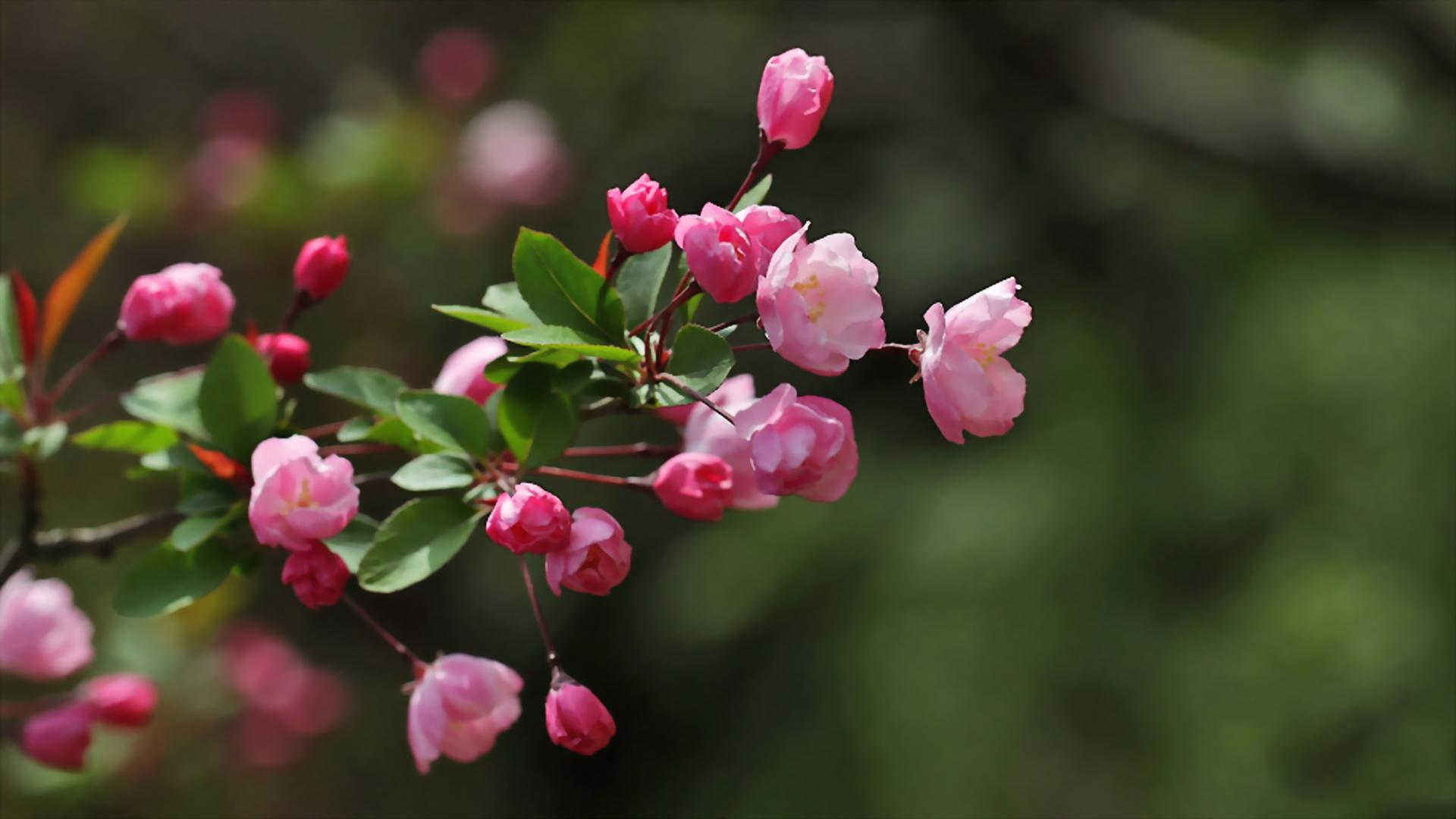 唯美动人海棠花高清桌面壁纸-