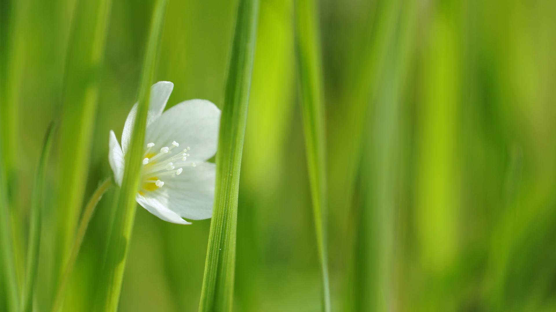 清新迷人鸡蛋花高清桌面壁纸-