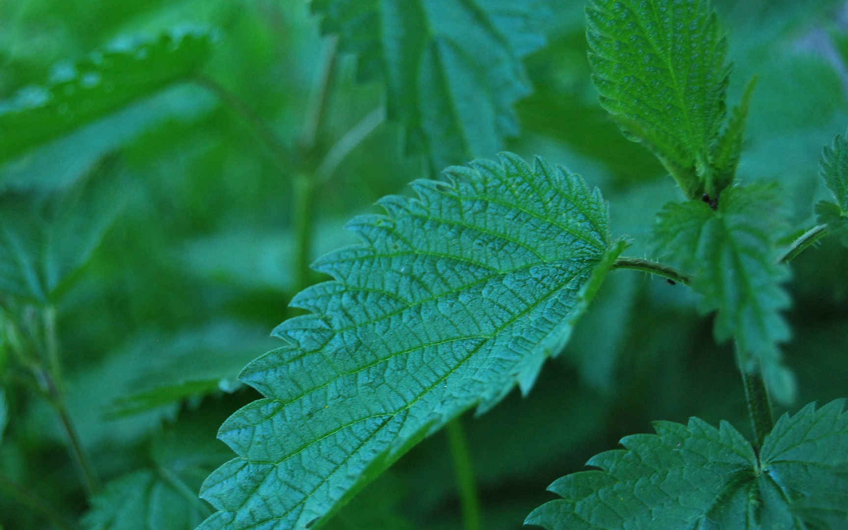 绿色护眼的荨麻图片桌面壁纸-