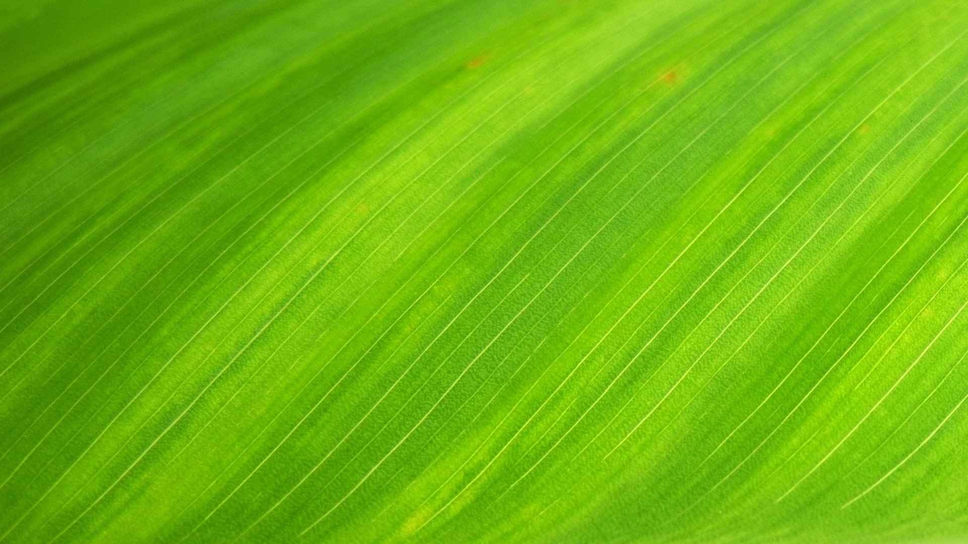 高清绿色是生命的颜色和平的标志电脑桌面壁纸-