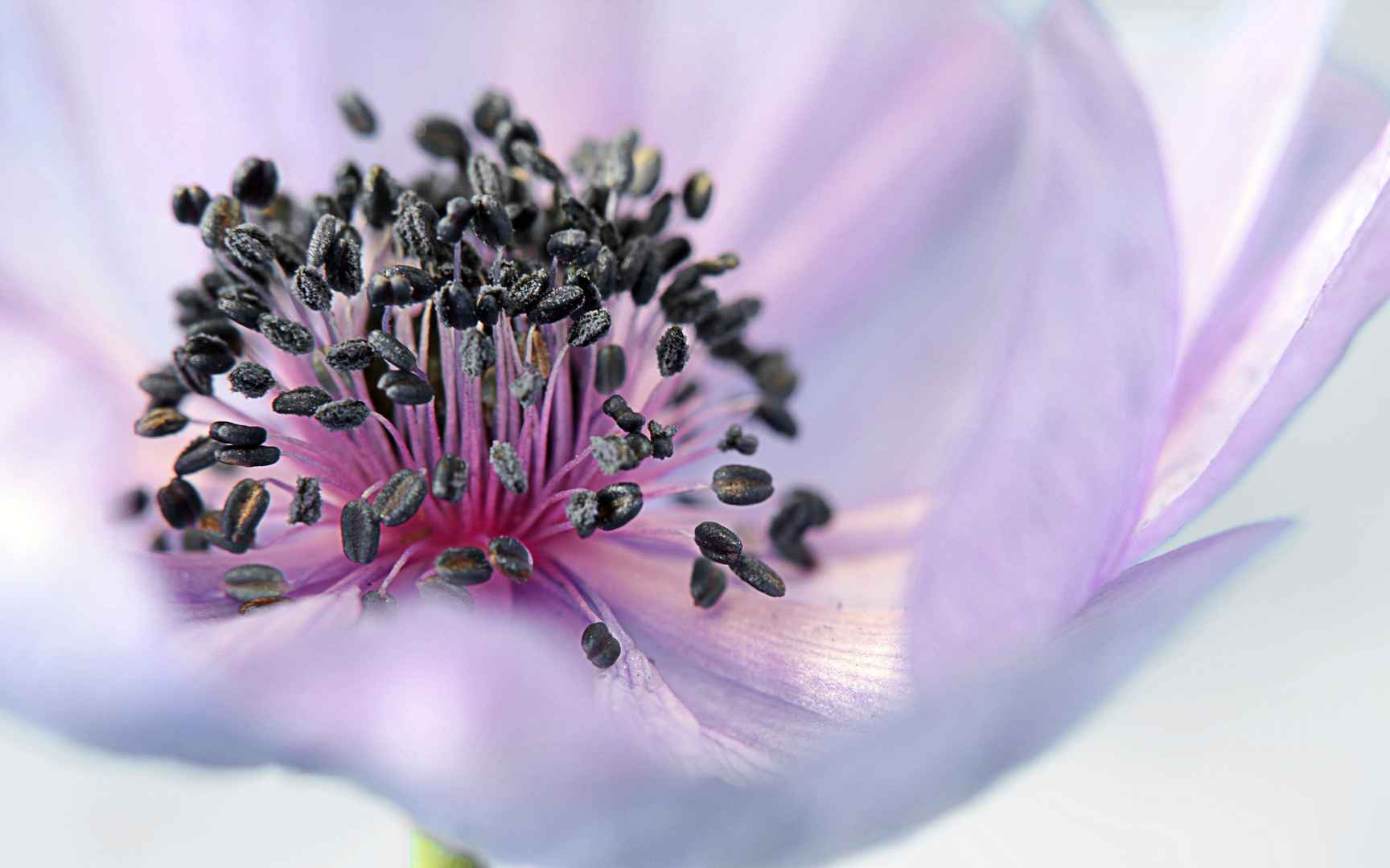 高清粉红色银莲花花语电脑桌面壁纸