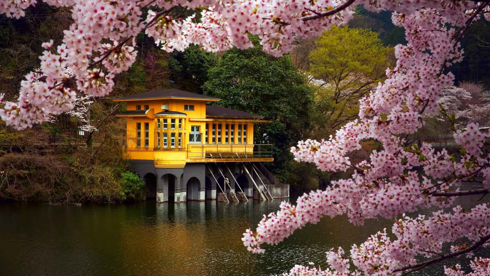 高清满树烂漫的日本樱花美景电脑桌面壁纸-
