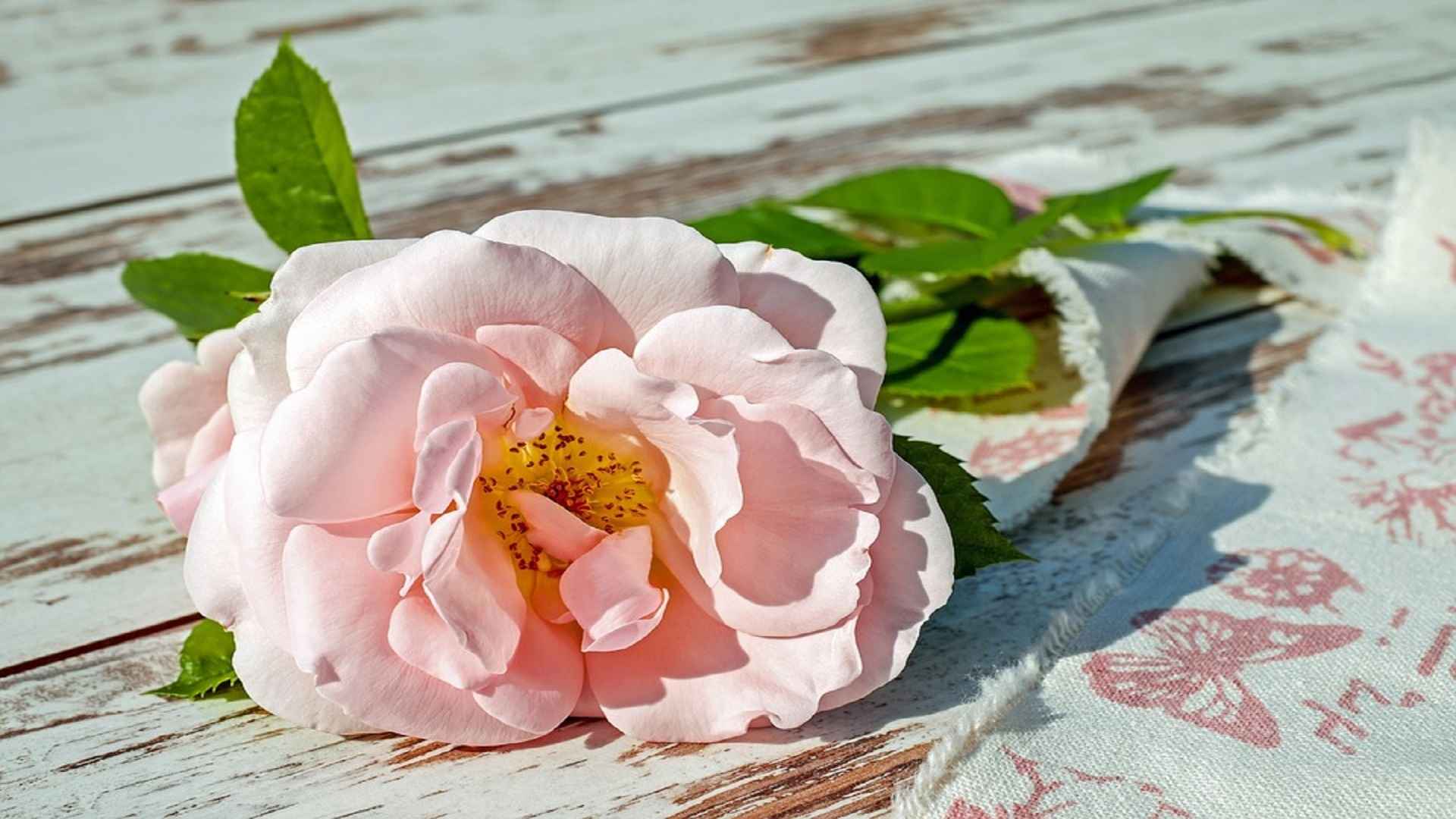 高清娇艳可爱的玫瑰花电脑桌面壁纸-