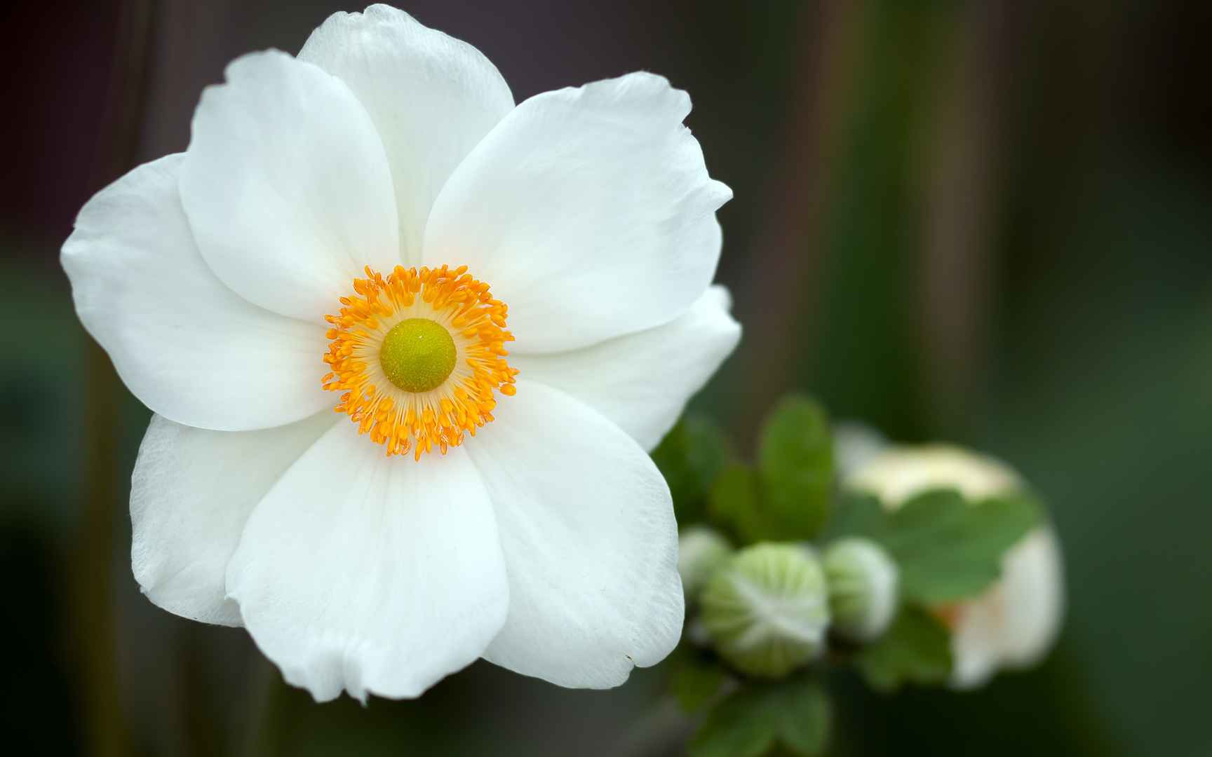 高清白色银莲花的花语电脑桌面壁纸